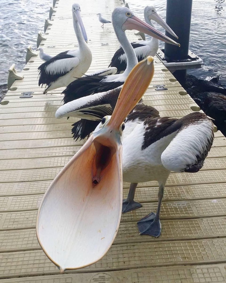 Гигантский Пеликан