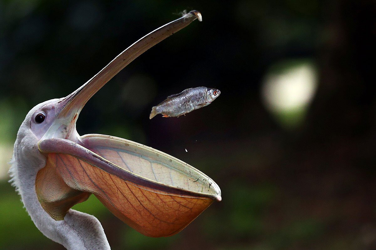 Пеликан с едой в клюве