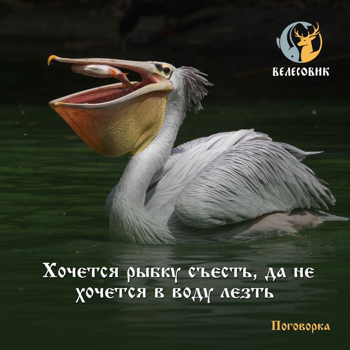 Венесуэла Пеликаны