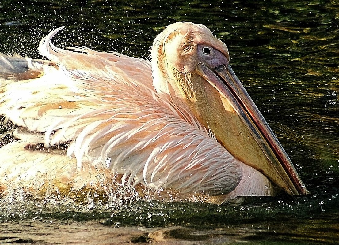 Клюв пеликана питание