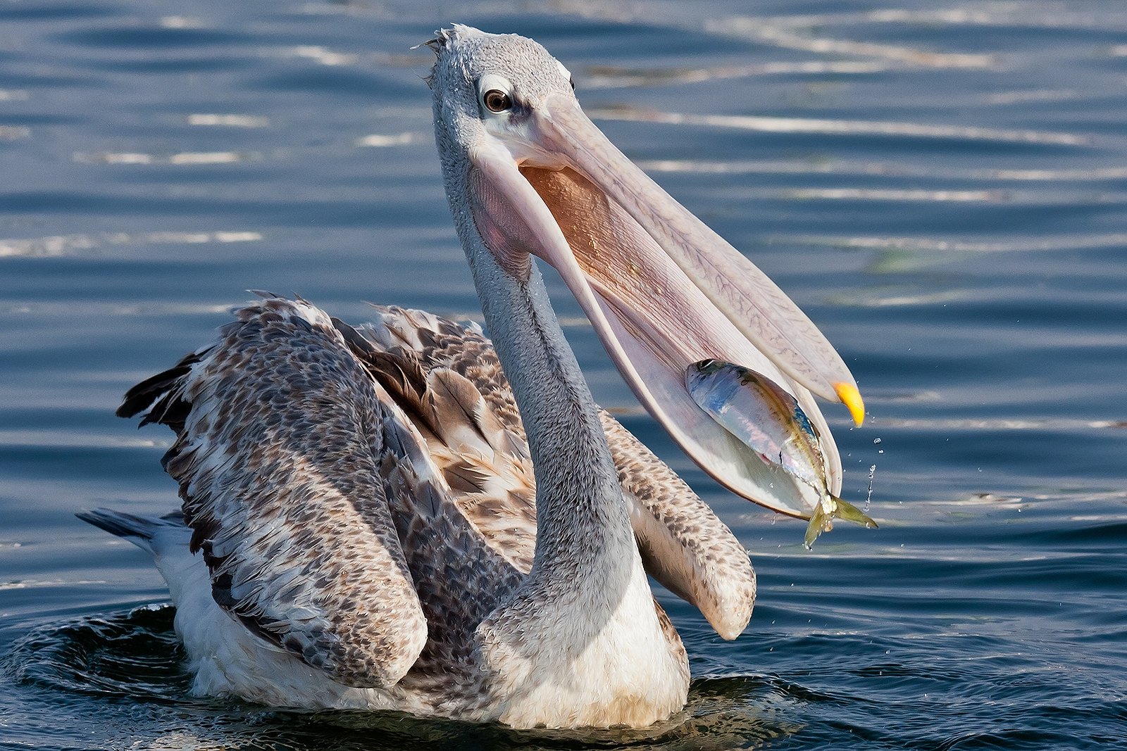 Пеликан ловит рыбу. Пеликан обыкновенный. Пеликан мешконос птица. Американский белый Пеликан. Пеликан питается рыбой.