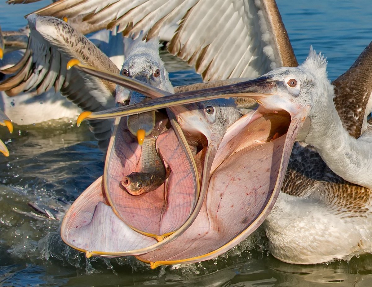Пеликан мешконос