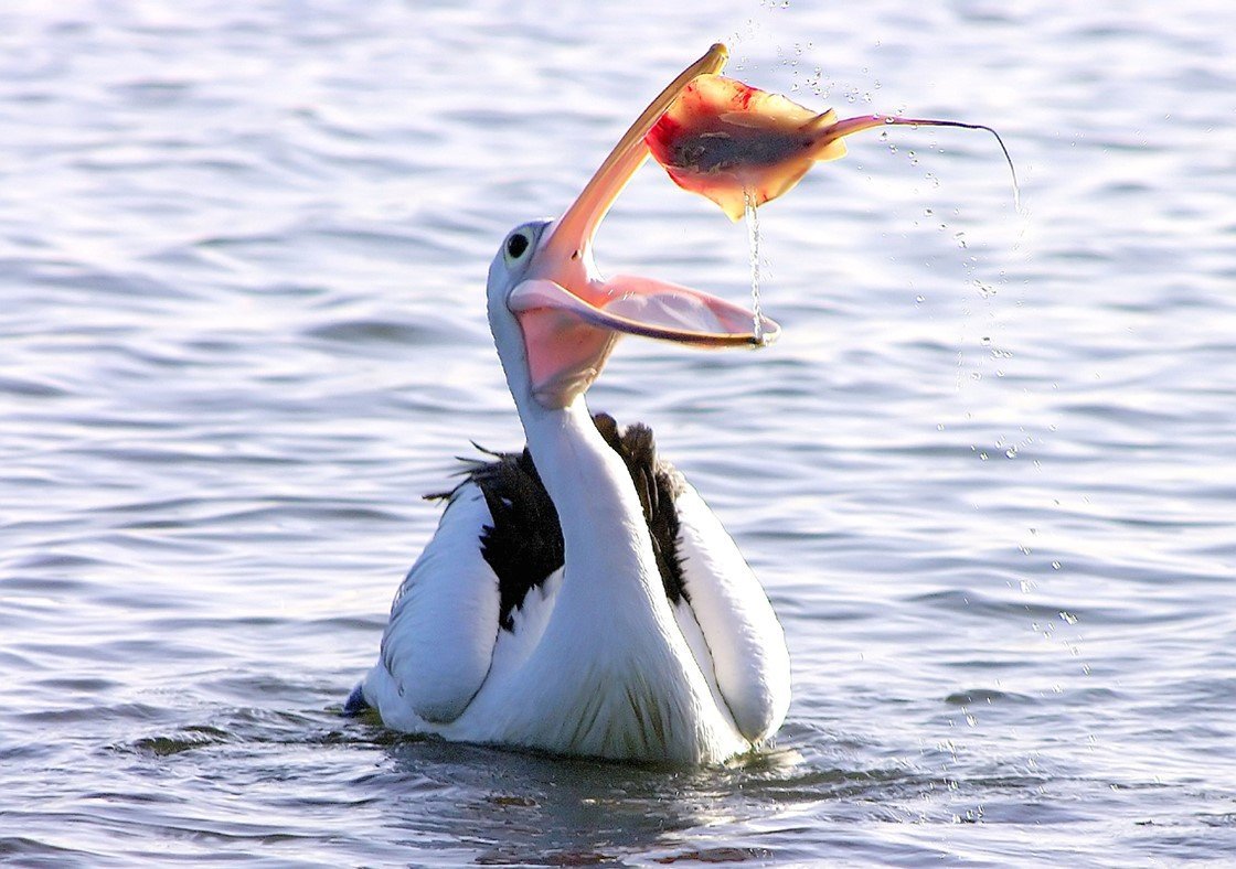 Пеликан плотоядный