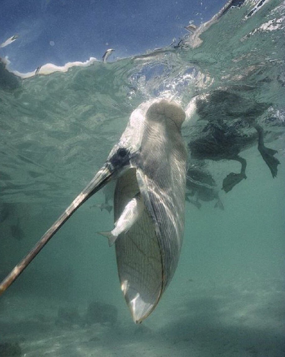 Пеликан хищник