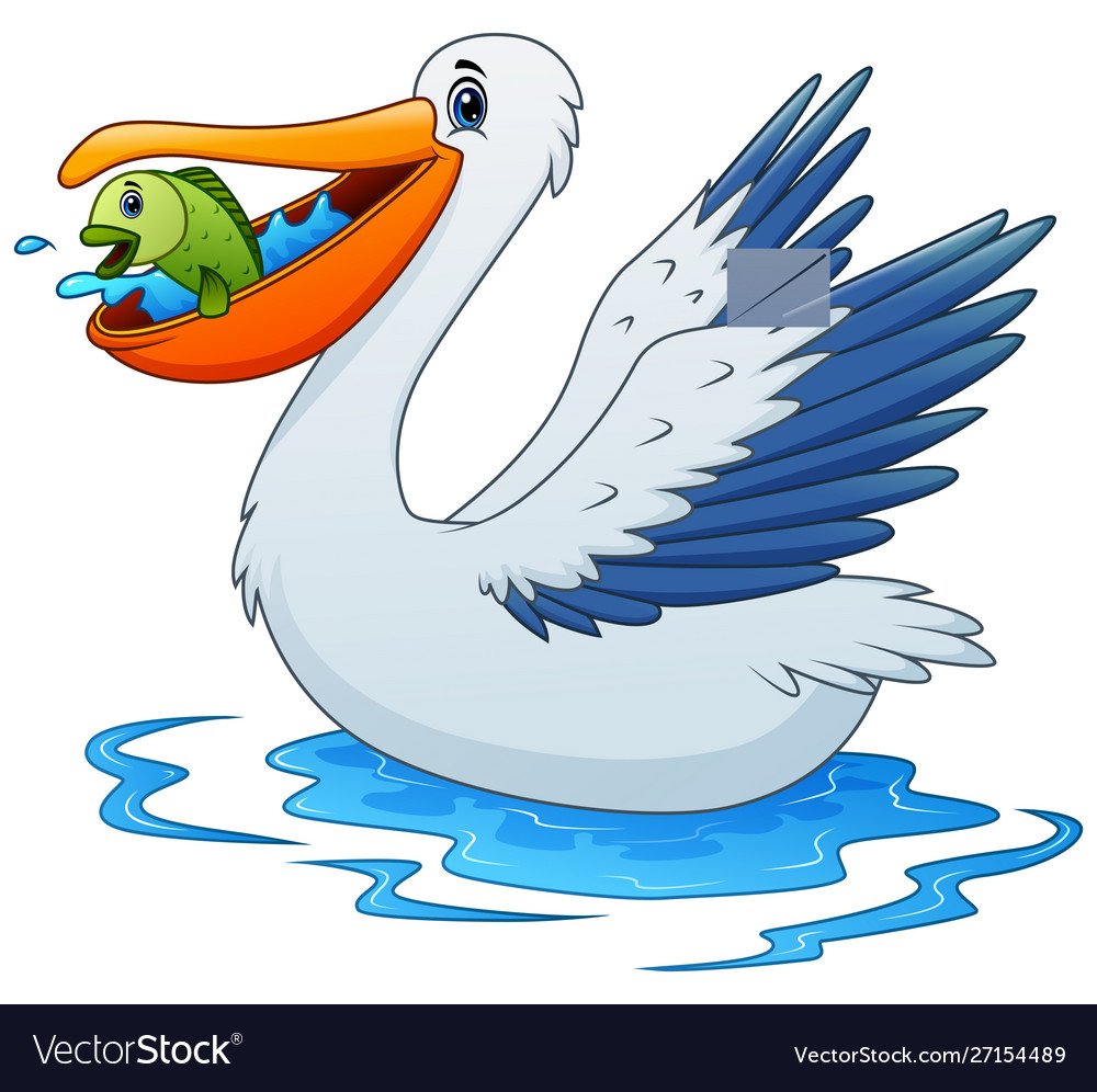 Американский белый Пеликан