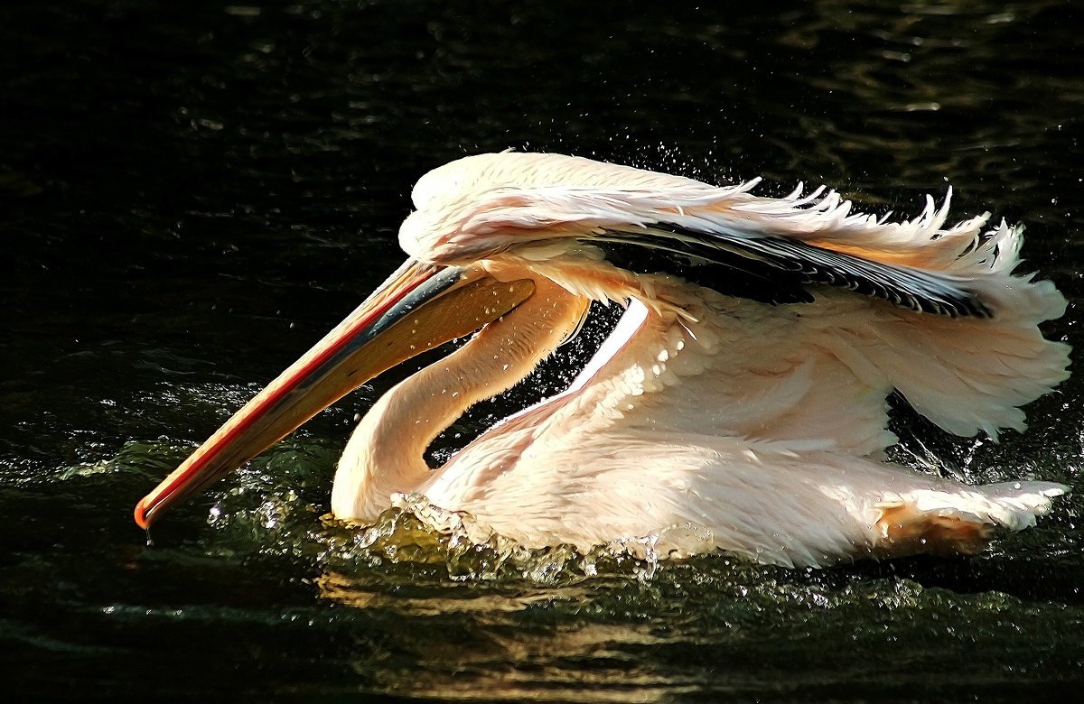 Рыжеватый Пеликан