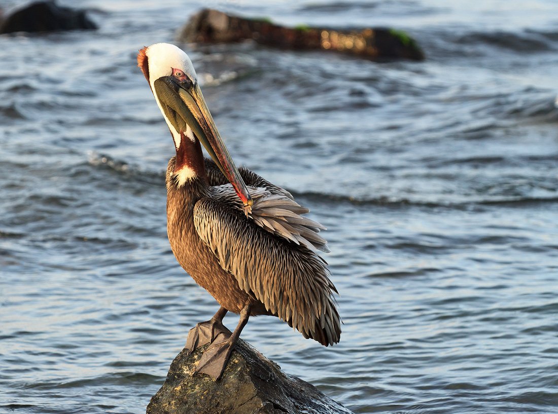 Большерот рыба-Пеликан