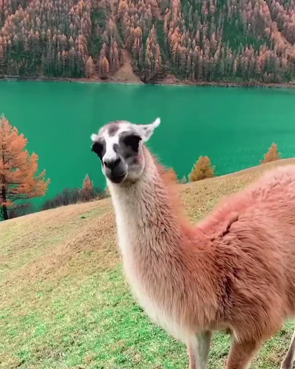 Лама и альпака