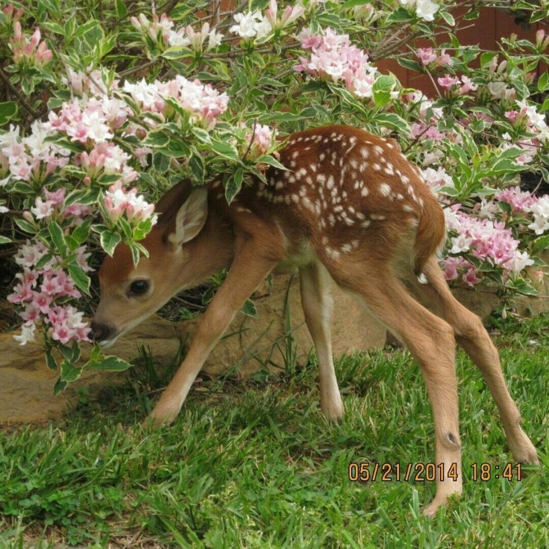 Fairy animals aesthetic животные