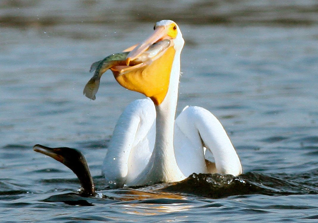 Американский бурый Пеликан