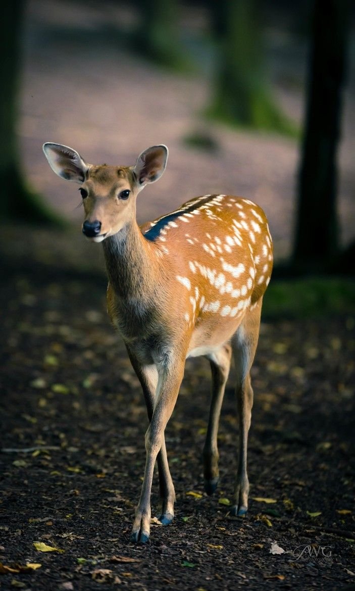 Лань Высокогорная