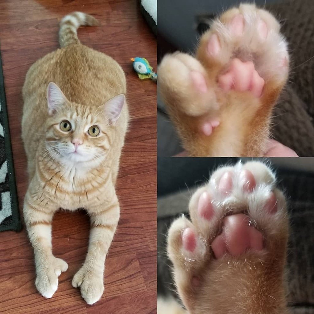 Кот с полидактилией
