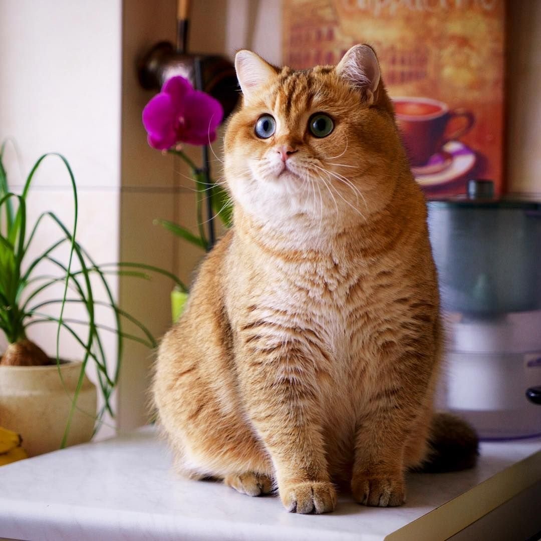 Рыжий кот осень