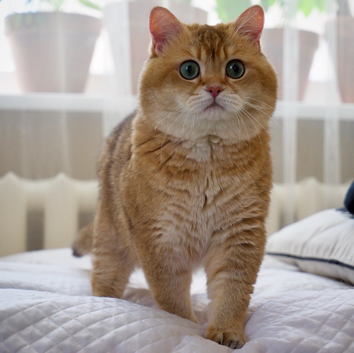 Европейский короткошерстный кот рыжий