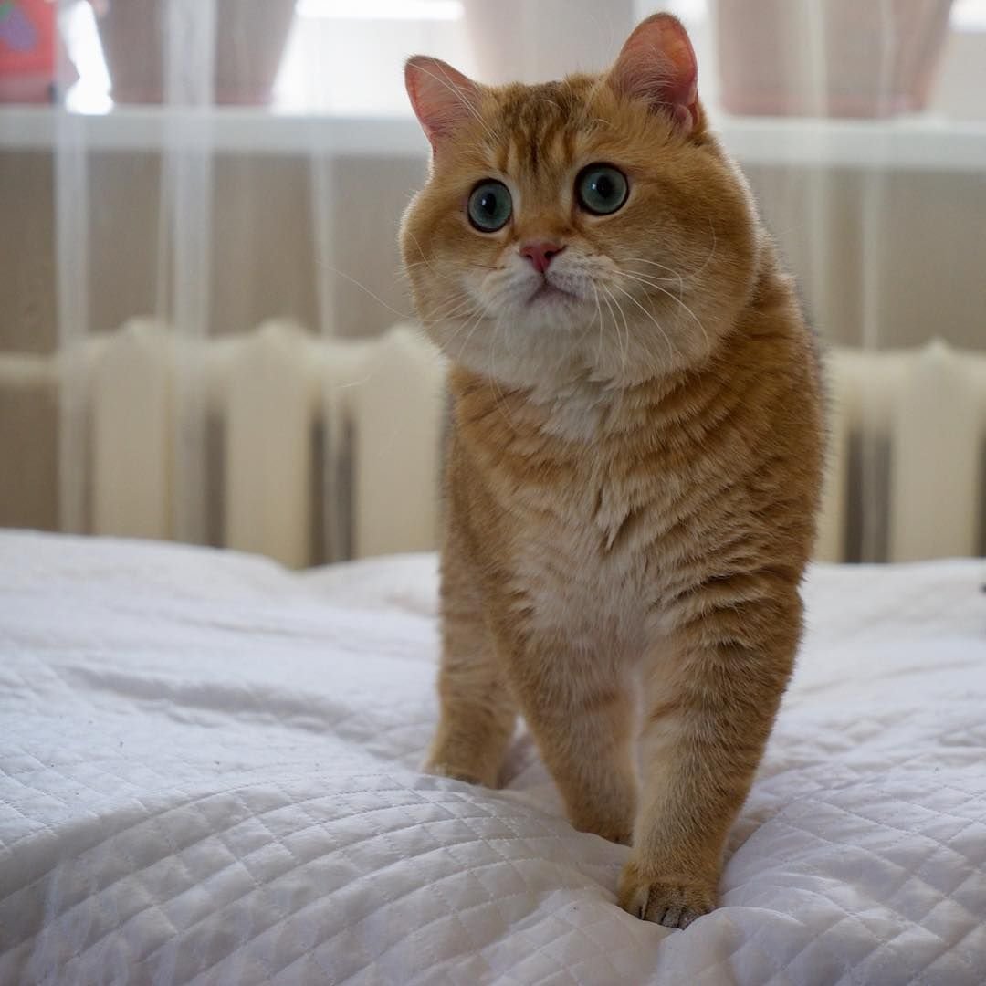 Шотландская вислоухая кошка рыжая