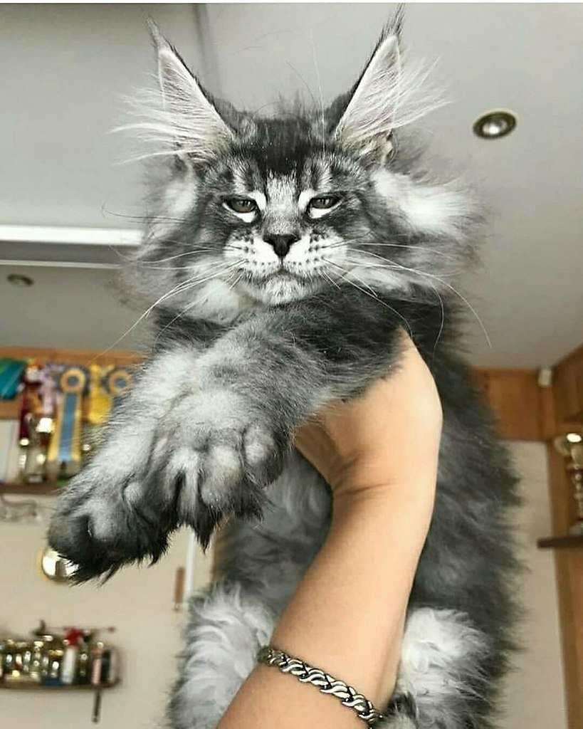 Мейн кун с шестью пальцами