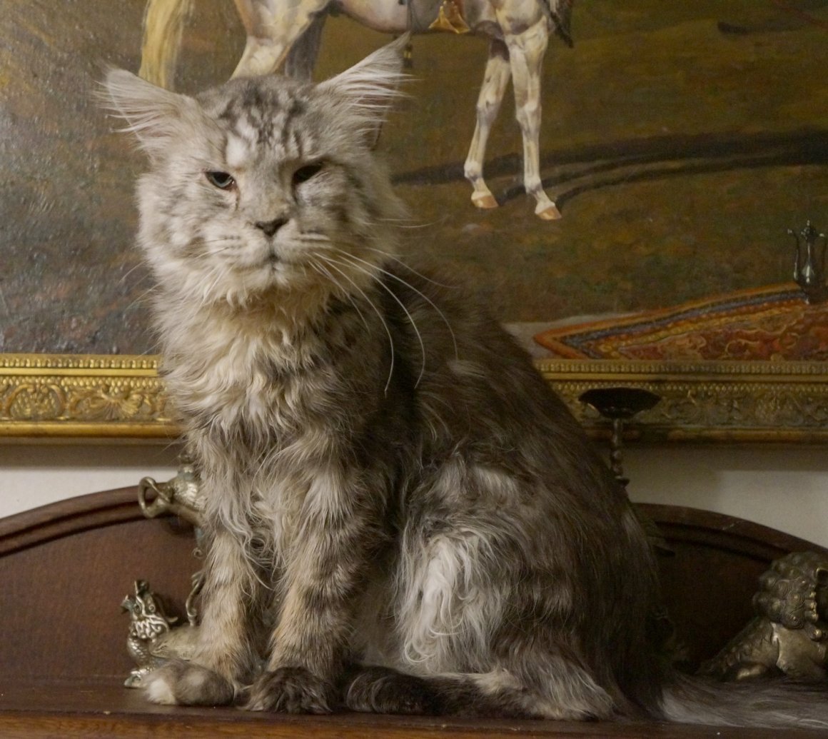 Разведенцы Мейн кунов