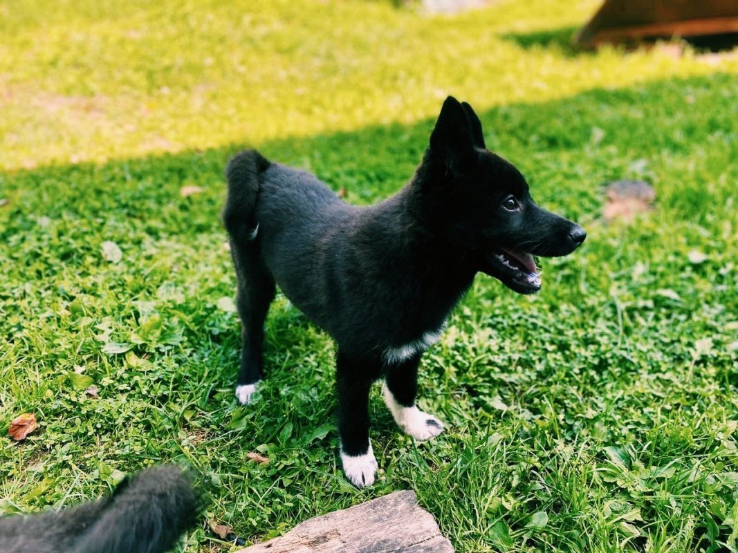 Сибирский хаски агути