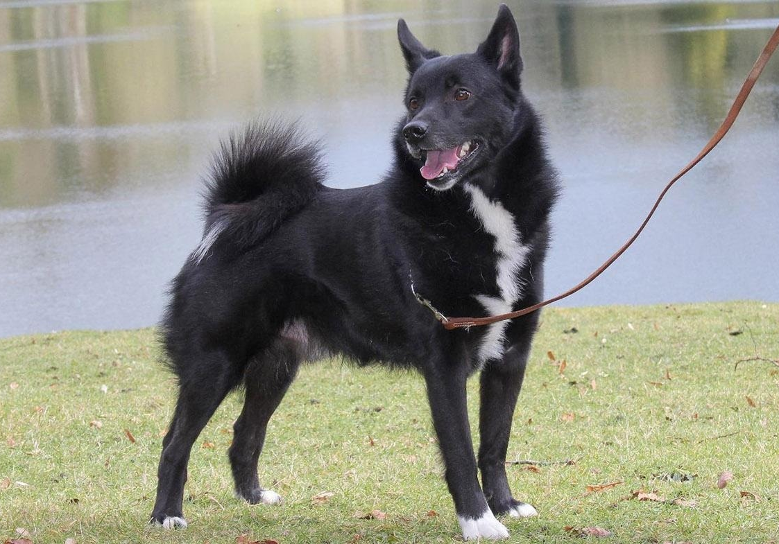 Русско-европейская лайка Балто