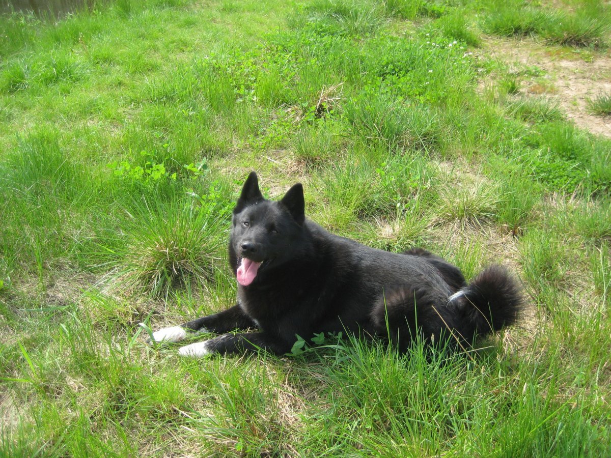 Русско-европейская лайка выставка