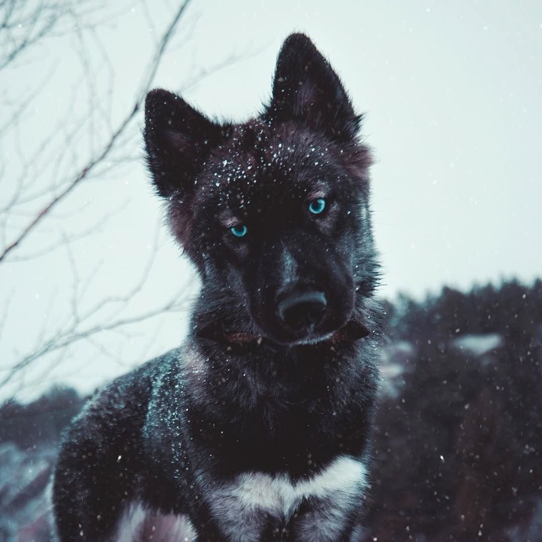 Порода хаски