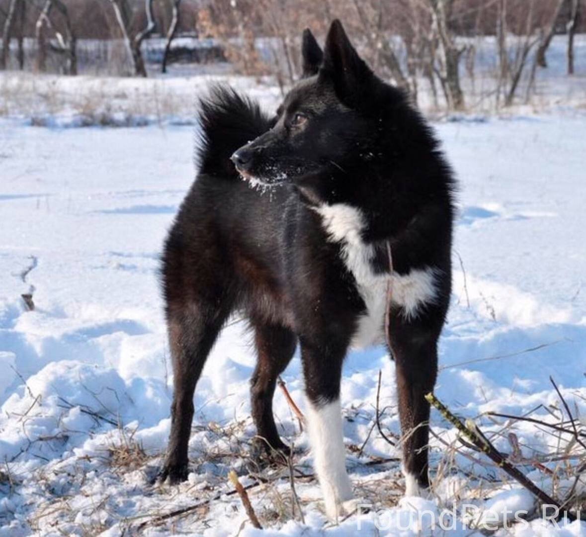 Четырехглазая лайка