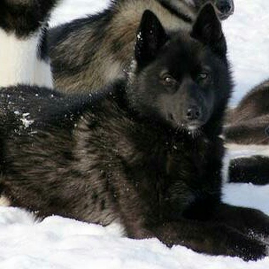 Западносибирская лайка черная