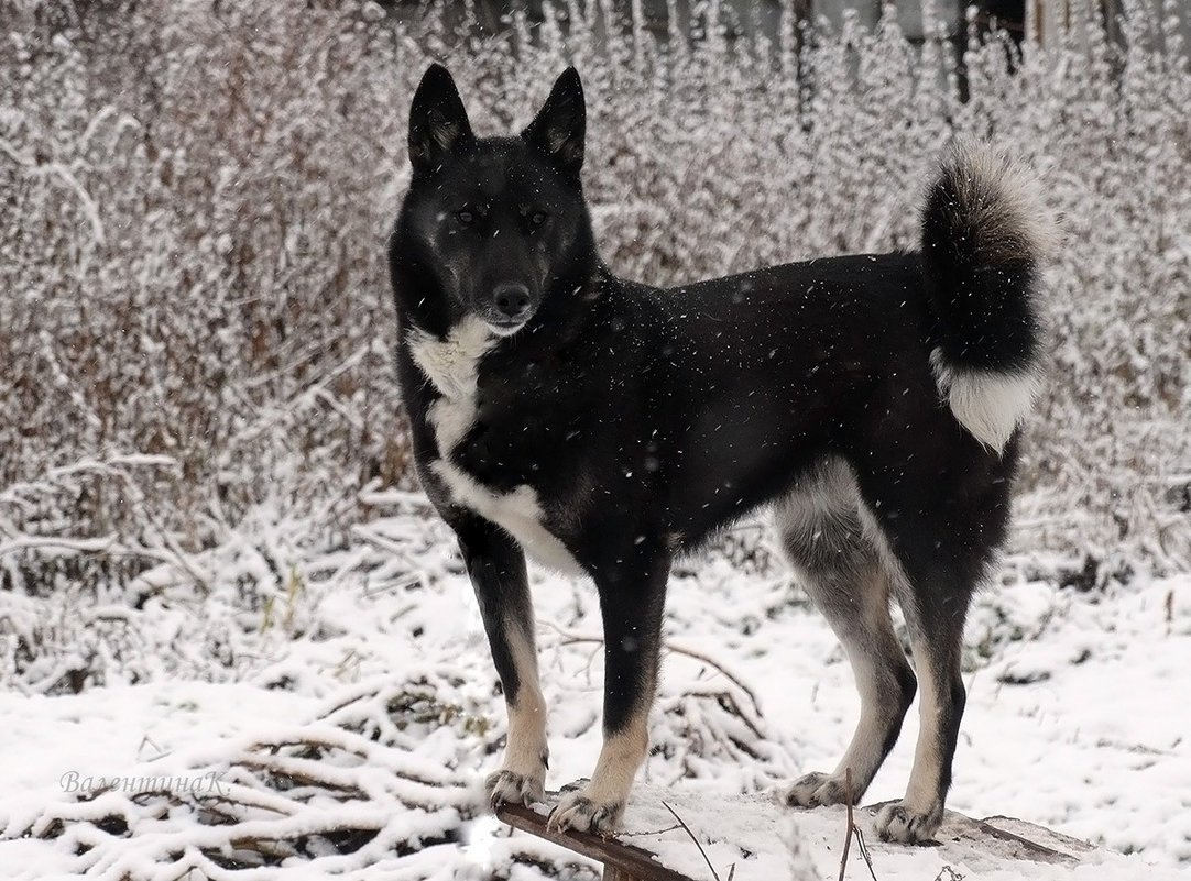 Западно-Сибирская лайка черная