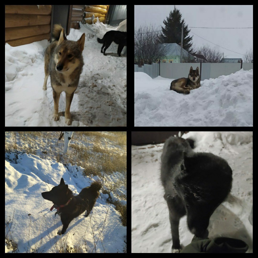 Норвежский черный элкхаунд