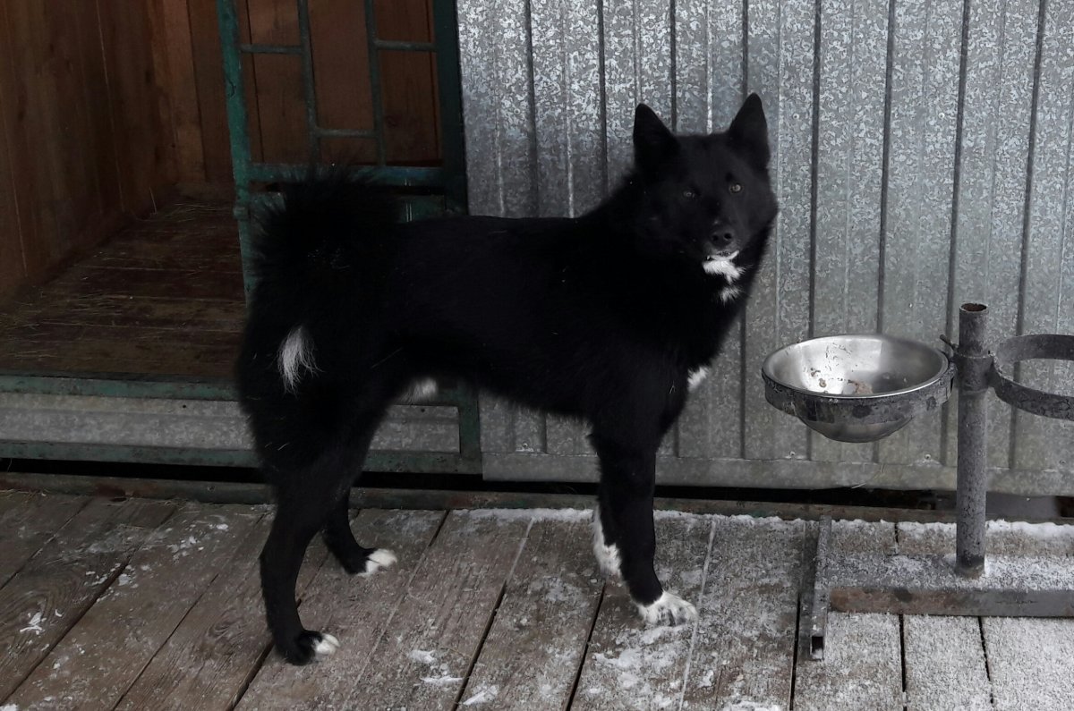 Дворняжка с лайкой белая