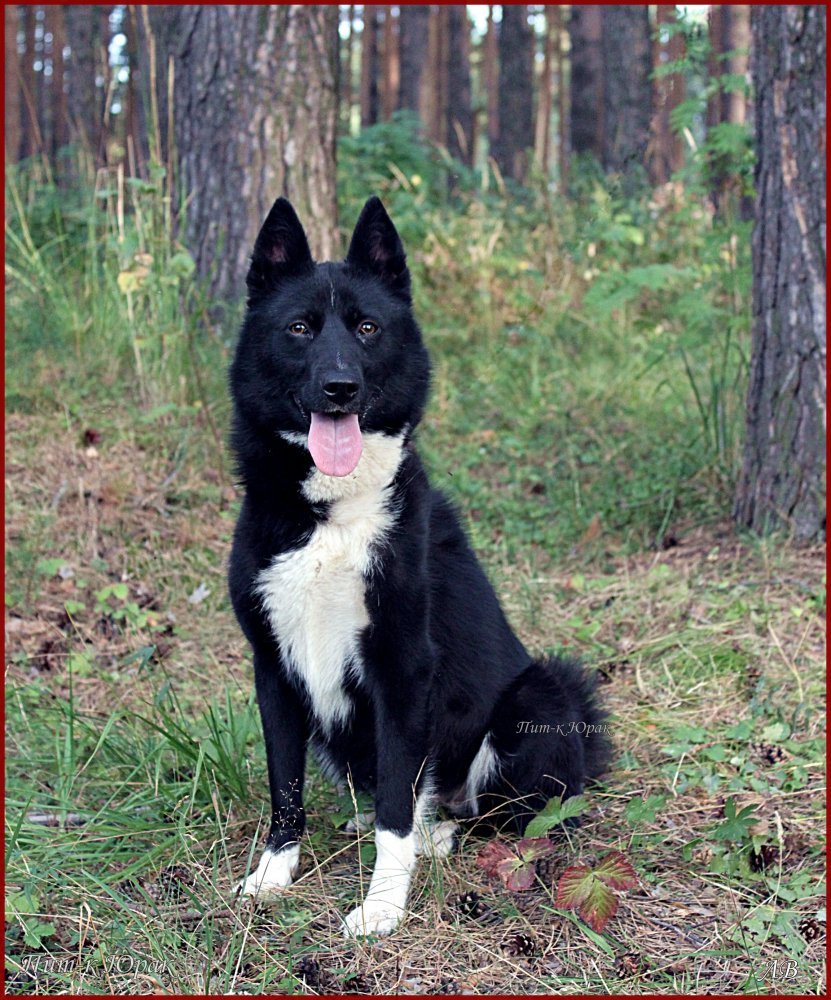 Сибирский хаски и Аляскинский хаски