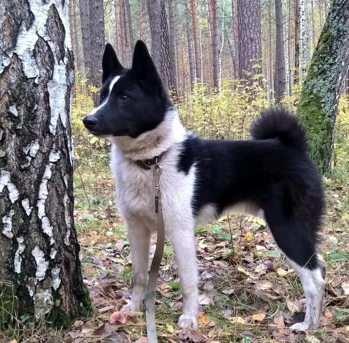 Сибирский хаски черный окрас