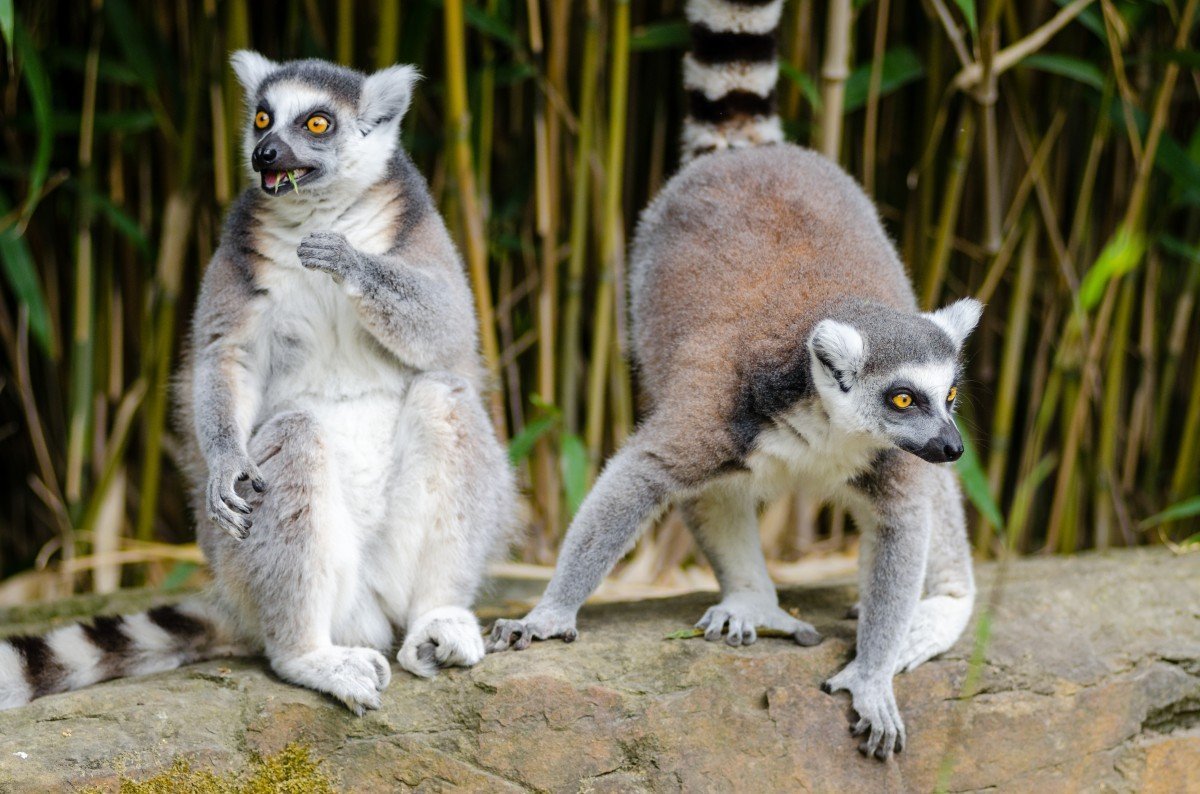 Кольцехвостый (кошачий) лемур