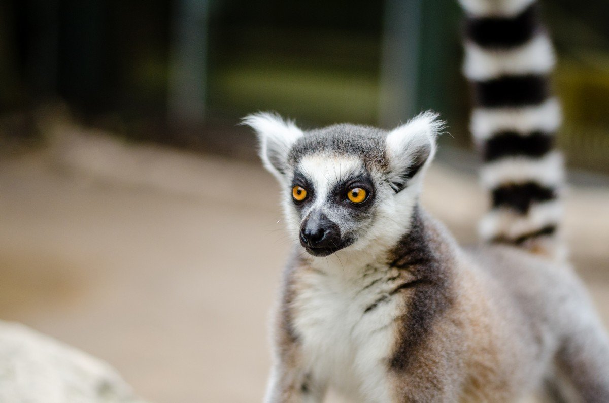 Обыкновенные лемуры
