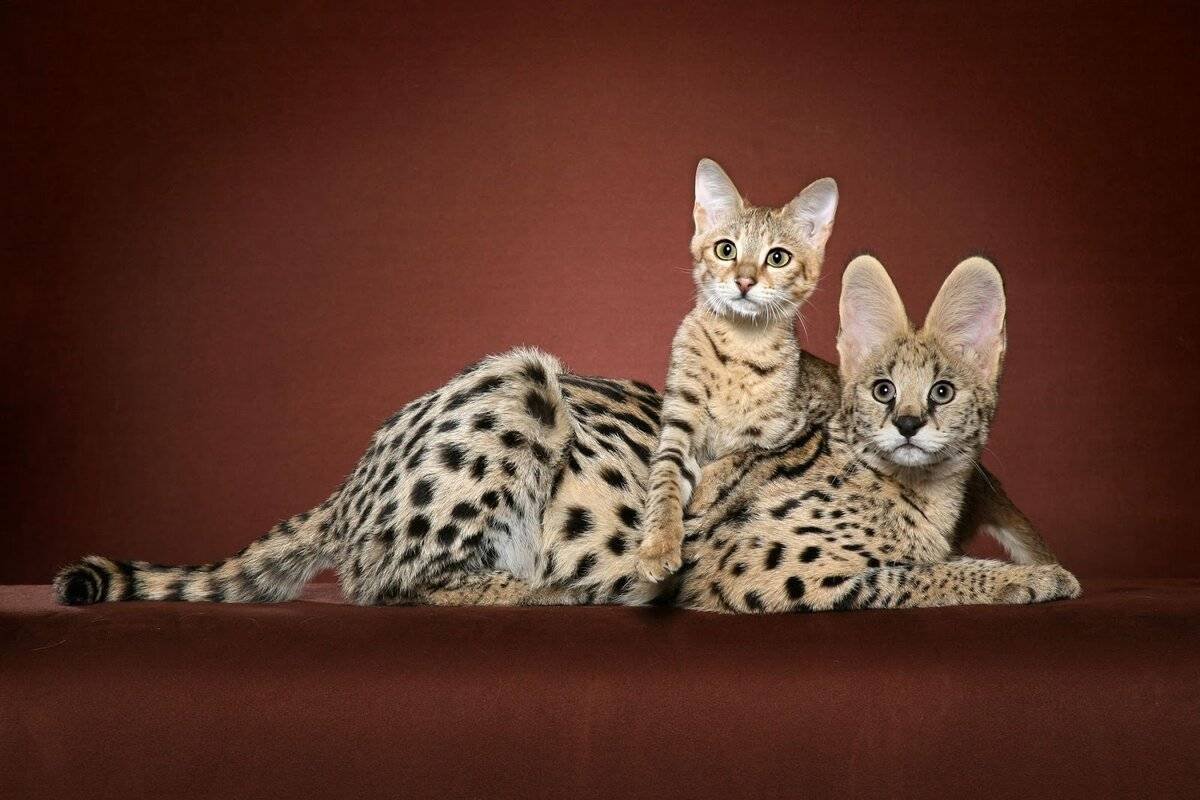 Саванна кошка котенок