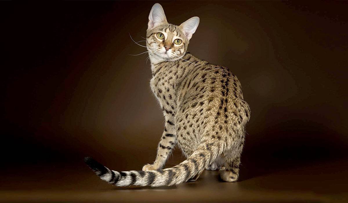 Саванна кошка