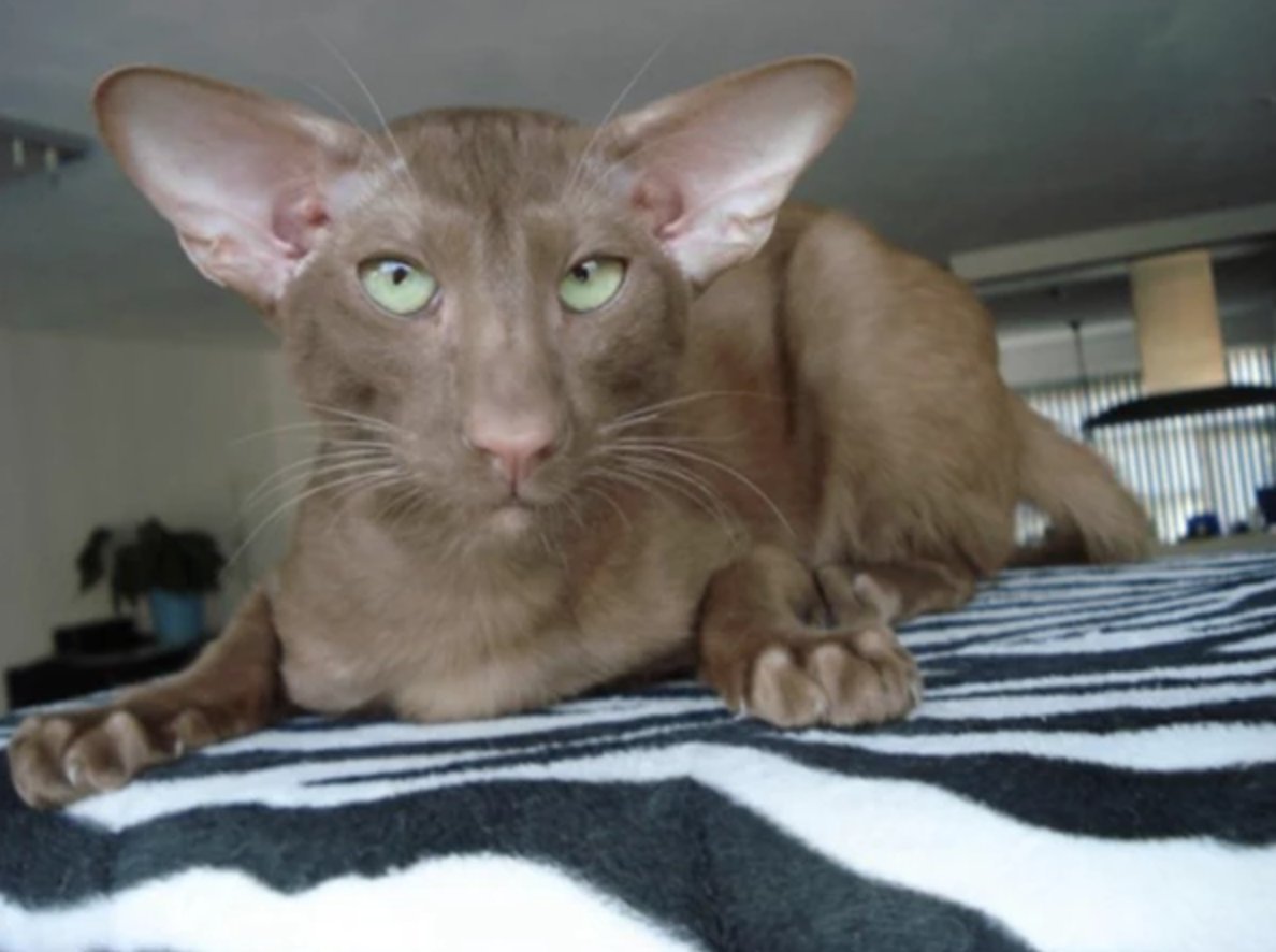 Ориентальный кот окрас циннамон