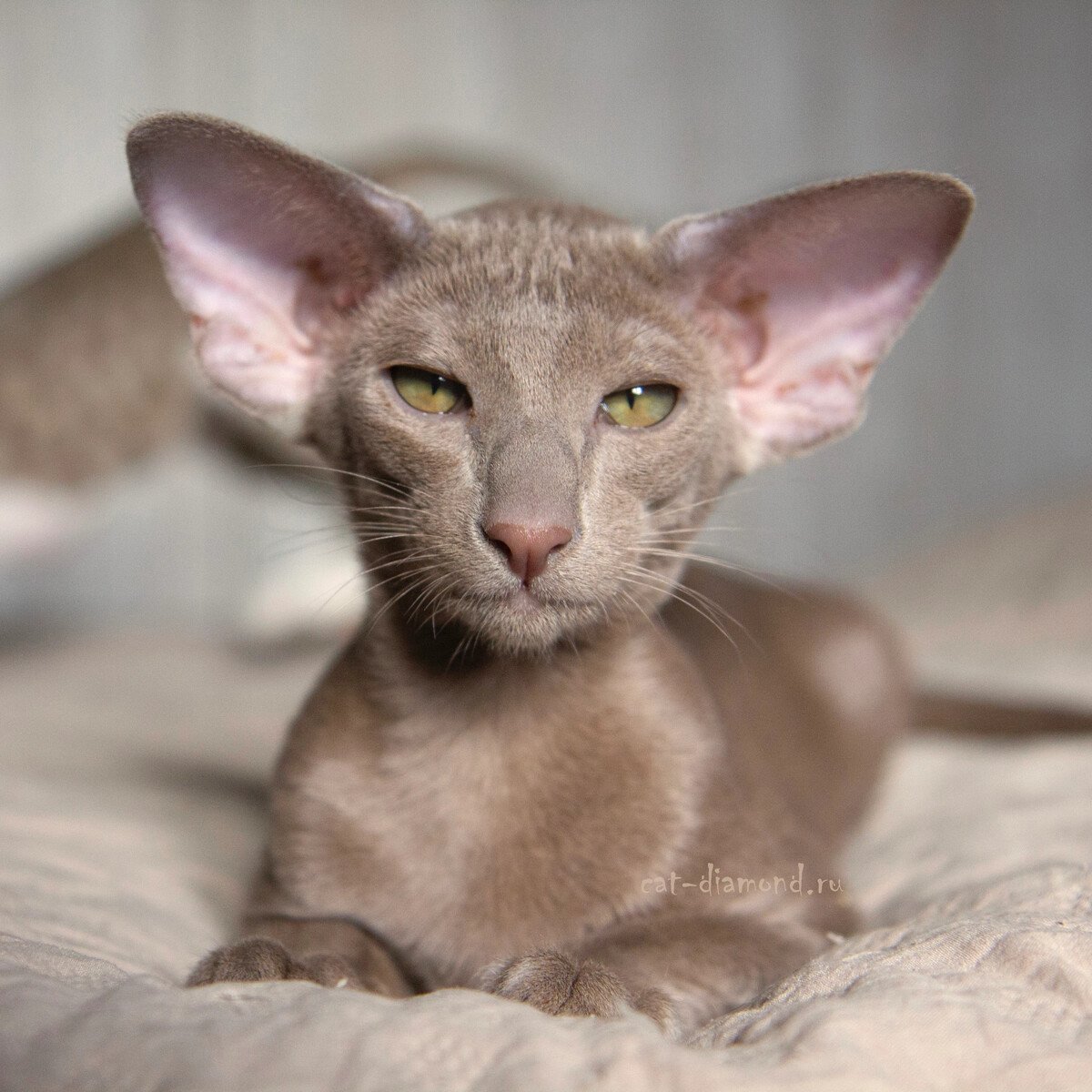 Ориентал циннамон