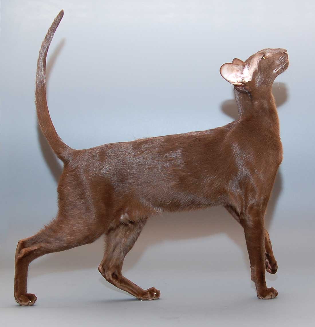 Ориентальная Восточная короткошерстная кошка Гавана