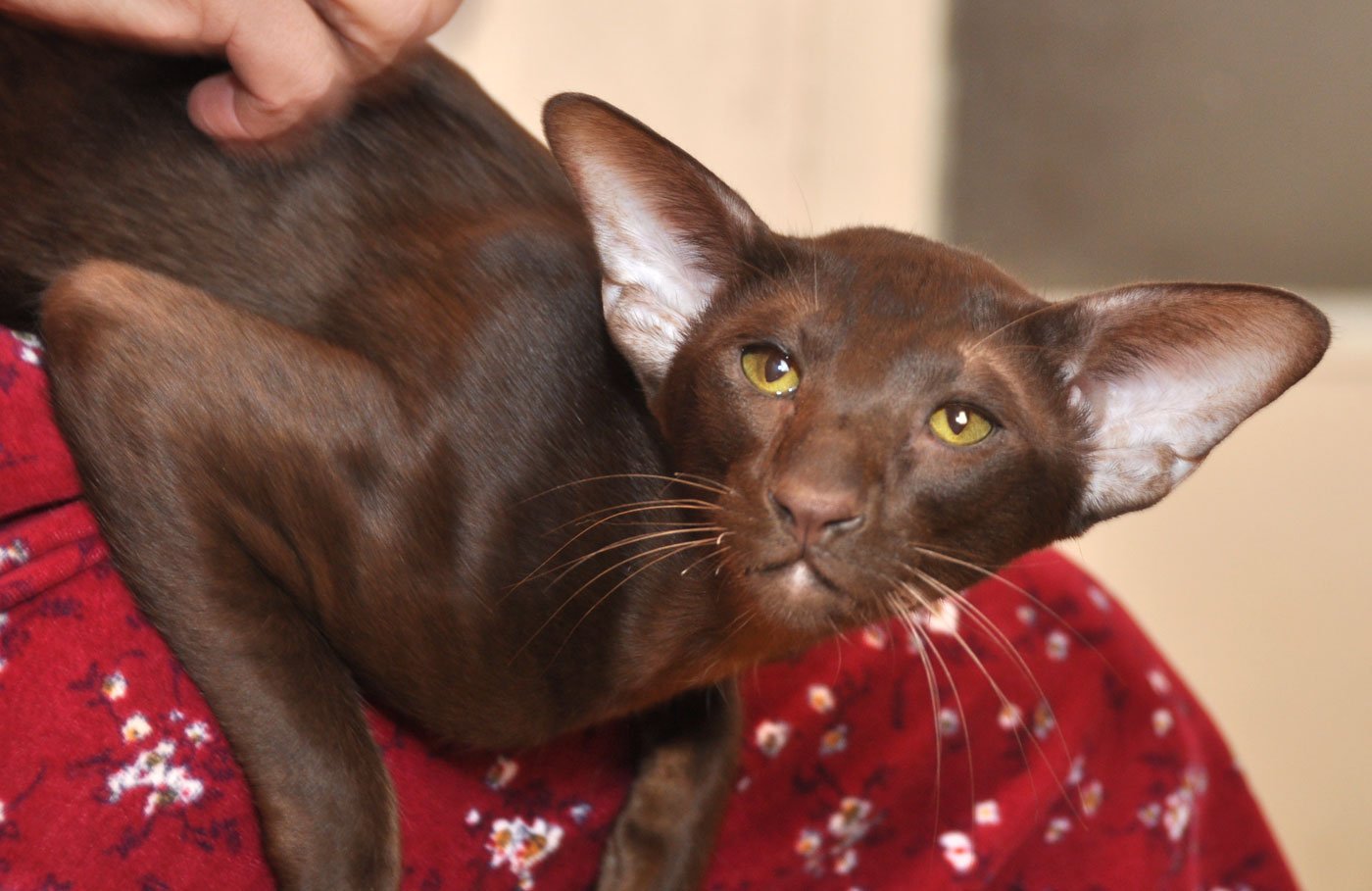 Шоколадная окраска кошек. Кошка Ориентал Гавана. Ориентальная кошка Гавана. Шоколадный ориентальный кот. Ориентал окрас Гавана.