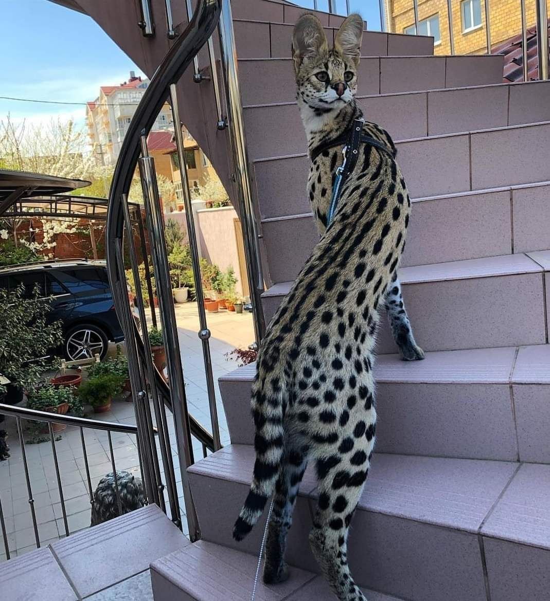 Кот тойгер