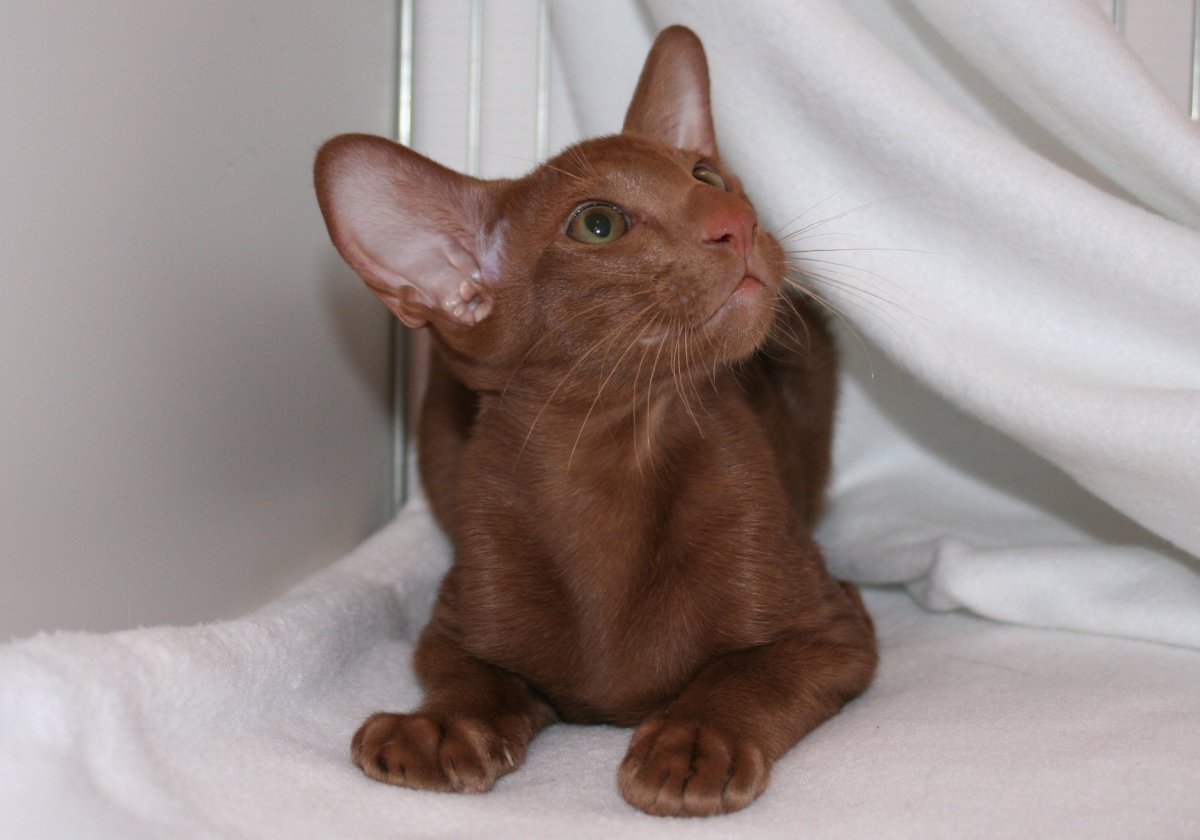 Кошка Ориентал циннамон