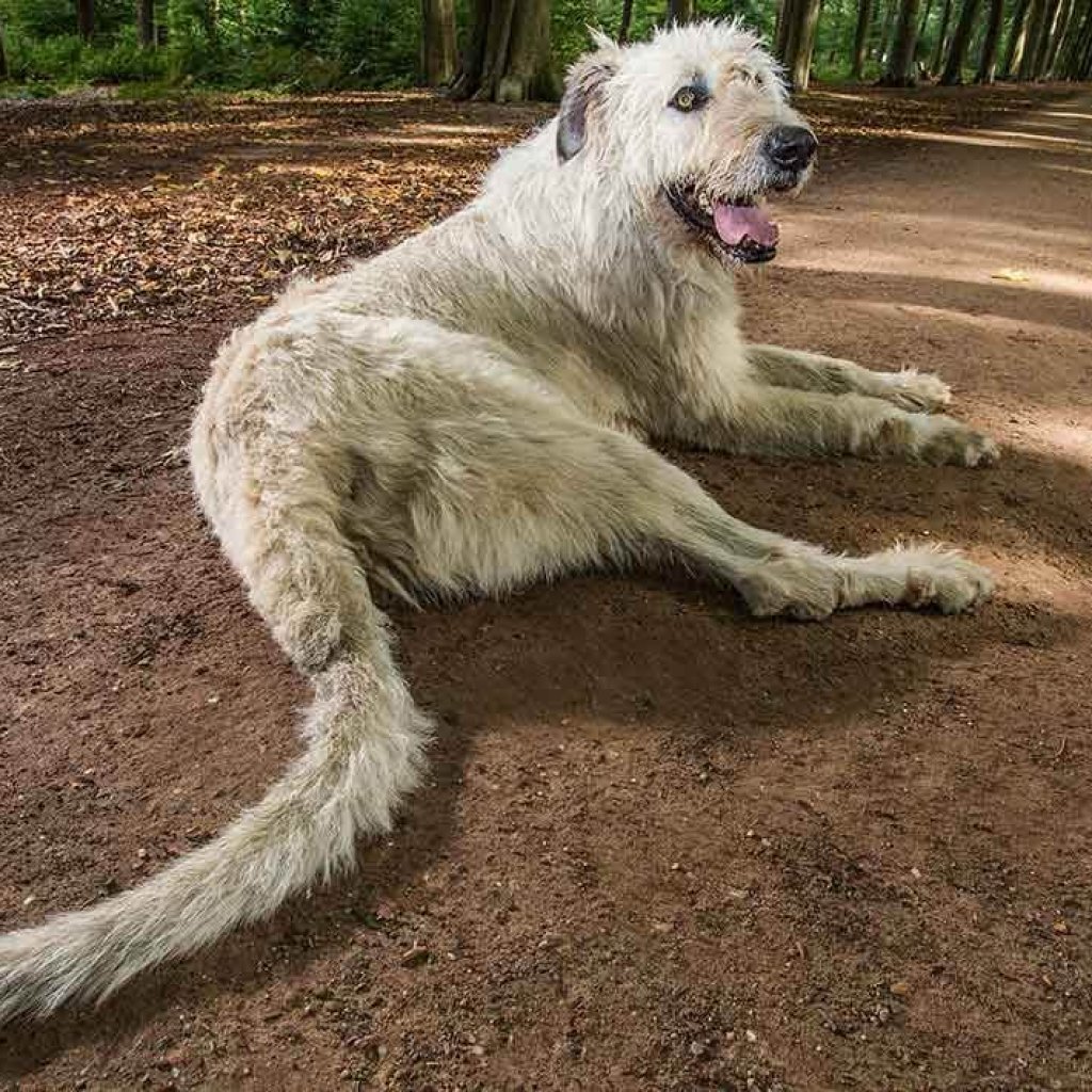 Осетинский мастиф