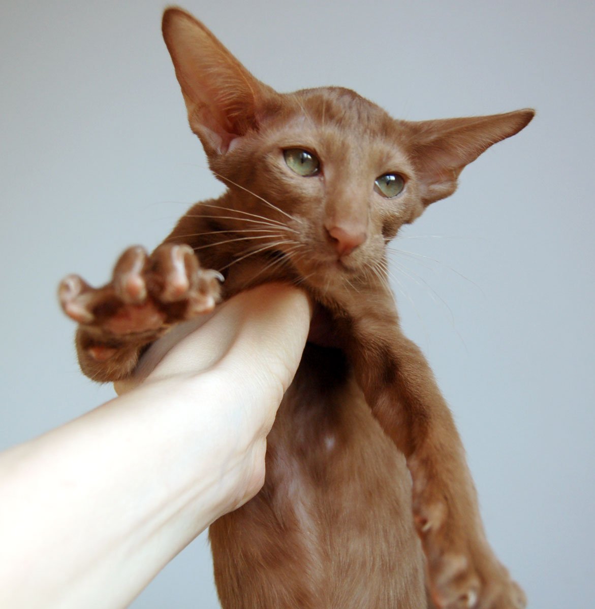 Ориентальная кошка лиловый окрас