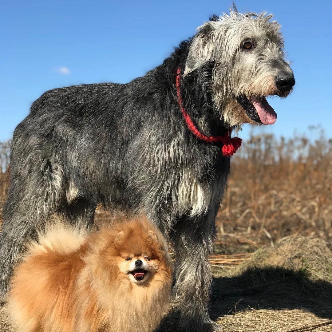 Собаки породы ирландский волкодав