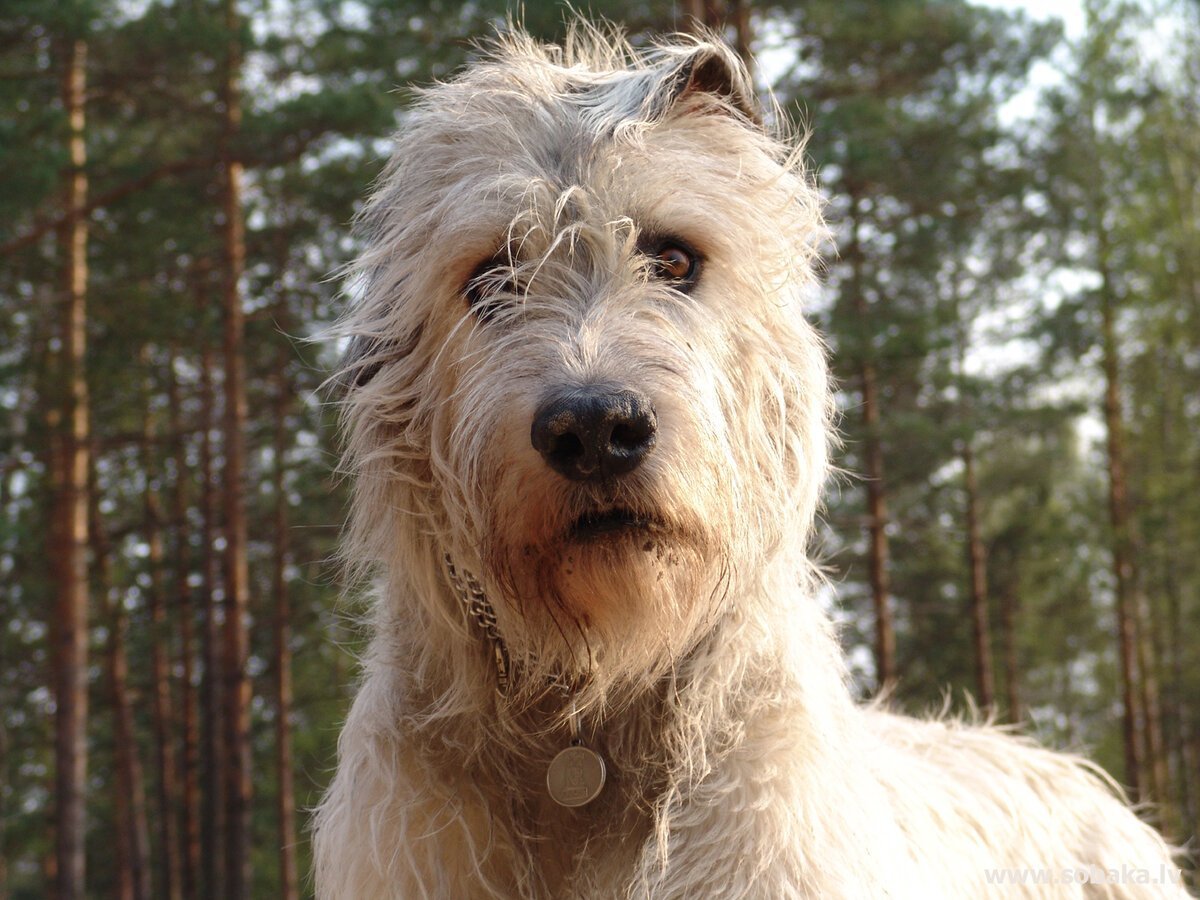 Собака ирландский волкодав