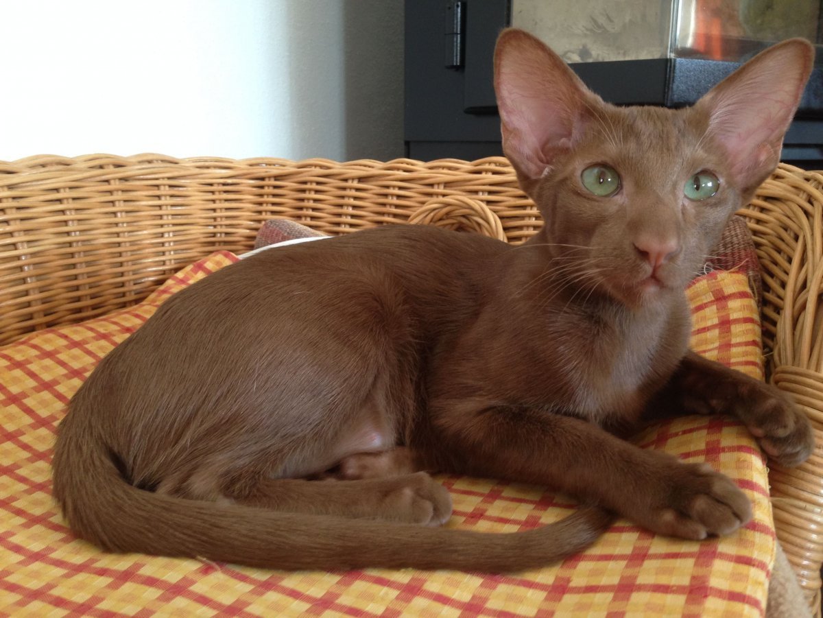 Ориентал циннамон