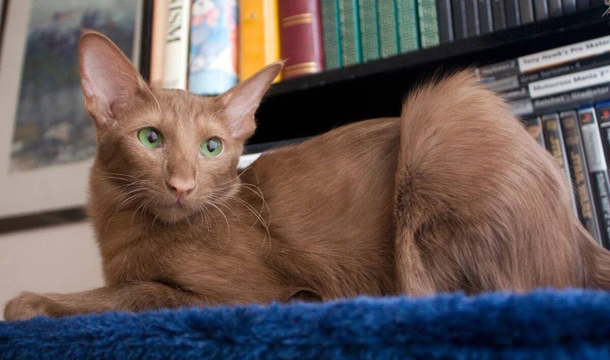 Кот Ориентал циннамон