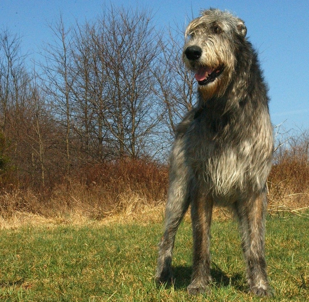Ирландский волкодав