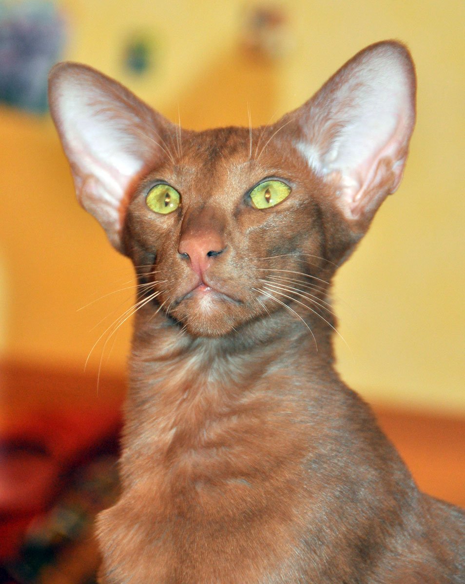 Писательница из Новосибирска у которой много кошек ориенталов